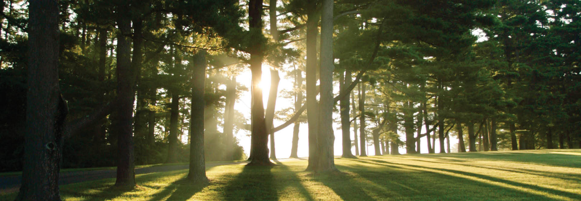 NetVUE sunburst through trees