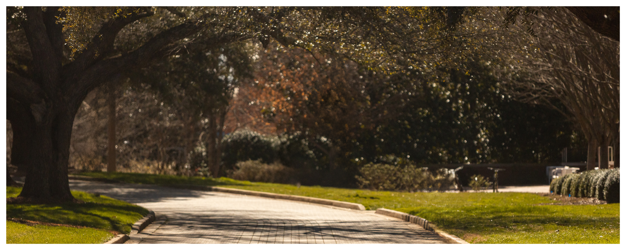 Image of a stone pathway through a college campus